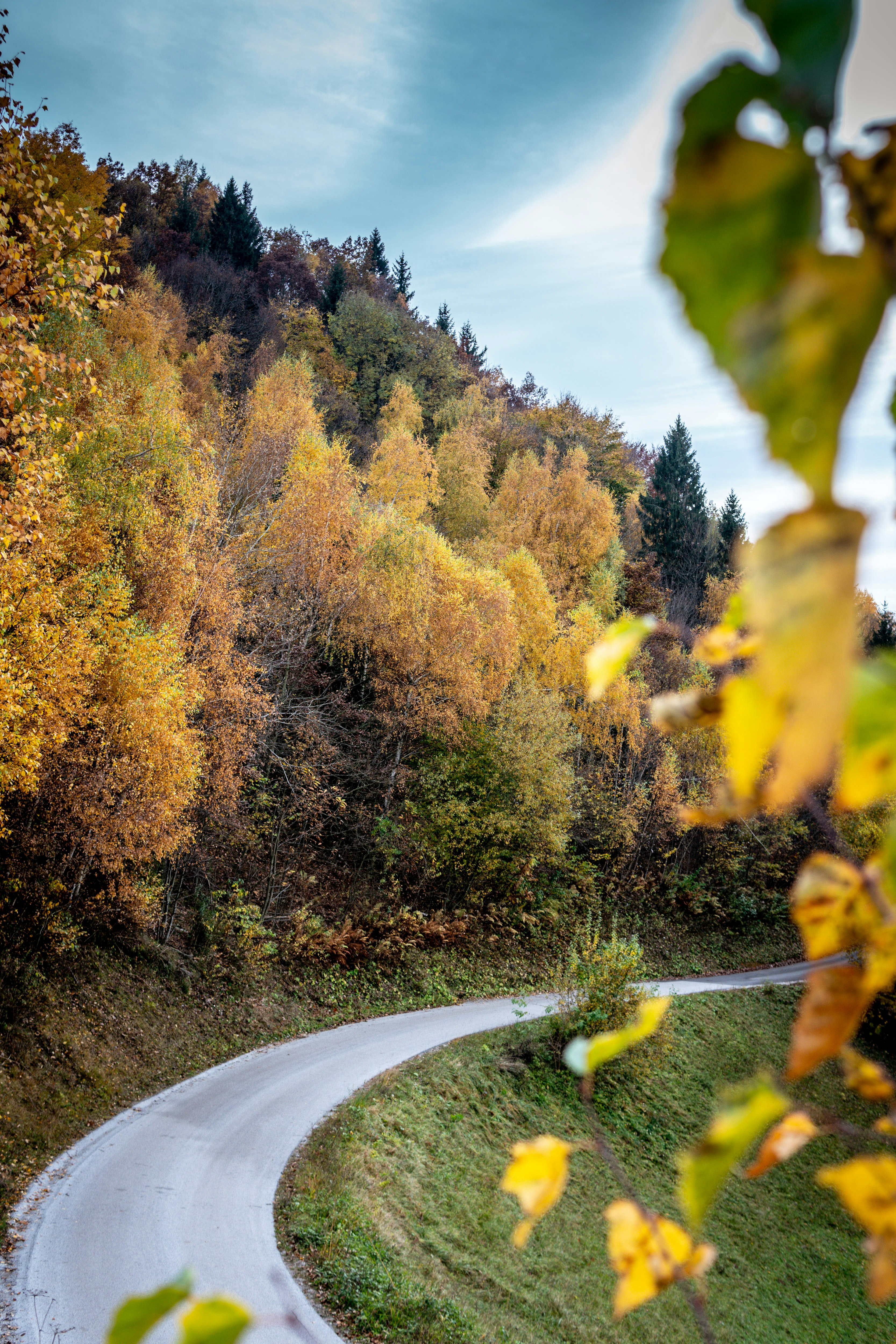 gray asphalt road between brown trees during daytime